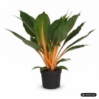 Augalas chlorofitas Princess Marble, 40 cm, ø12 cm