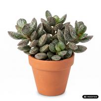 Augalas sukulentas Adromischus cooperii, 15 cm, ø8.5 cm