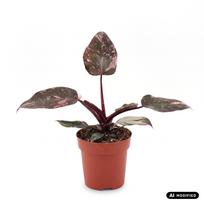 Augalas filodendras Pink Princess, 25 cm, ø12 cm