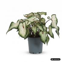 Augalas kaladis Caladium White Wonder, 25 cm, ø12 cm