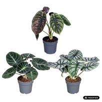 Augalas alokazija Alocasia mix 1pp, 30 cm, ø14 cm, (spalva/dizainas parenkami atsitiktine tvarka)