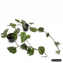 Augalas monstera Siltepecana, 25 cm, ø12 cm