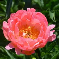 Bijūnas 'Coral Sunset', šaknis, 10 vnt.