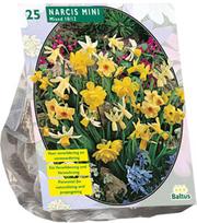 Narcizų svogūnėliai, lot. NARCIS MINI MIX, 25 vnt