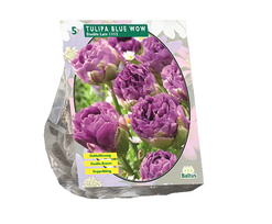Tulpių svogūnėliai, lot. TULIPA BLUE WOW, 5 vnt