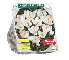Krokų svogūnėliai, lot. CROCUS GROOTBLOEMIG, 25 vnt