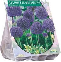 Dekoratyvinio česnako svogūnėliai, lot. ALLIUM AFLATUNENSE PURPLE SENSATION, 15 vnt