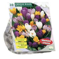 Krokų svogūnėliai, lot. CROCUS GROOTBLOEMIG MIX, 30 vnt