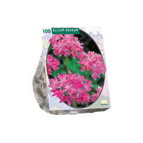 Dekoratyvinio česnako svogūnėliai, lot. ALLIUM ROSEUM, 100 vnt