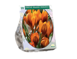 Krokų svogūnėliai, lot. CROCUS ORANGE MONARCH, 20 vnt
