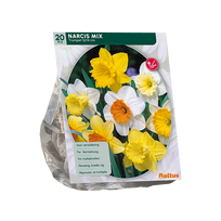 Narcizų svogūnėliai, lot. NARCIS TROMPET MIX, 15 vnt