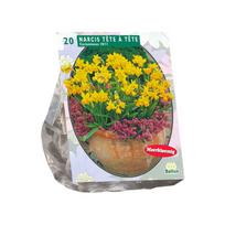 Narcizų svogūnėliai, lot. NARCIS MINI TÊTE À TÊTE, 20 vnt