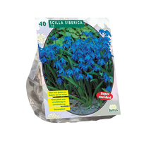 Sibirinės scylės svogūnėliai, lot. SCILLA SIBERICA, 40 vnt