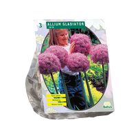 Dekoratyvinio česnako svogūnėliai, lot. ALLIUM GLADIATOR HIS EXCELLENCE, 3 vnt