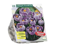 Krokų svogūnėliai, lot. CROCUS GROOTBLOEMIG GESTREEPT, 25 vnt