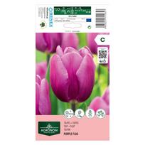 Tulpių svogūnėliai, lot. TULIPA PURPLE FLAG, 4 vnt