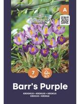 Krokų svogūnėliai, lot. CROCUS BARRS PUROLE, 7 vnt