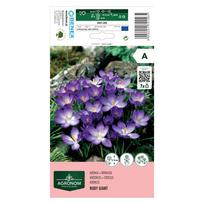 Krokų svogūnėliai, lot. CROCUS RUBY GIANT, 7 vnt