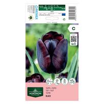 Tulpių svogūnėliai, lot. TULIPA BLACK, 4 vnt