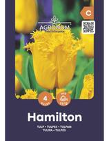 Tulpių svogūnėliai, lot. TULIPA HAMILTON, 4 vnt