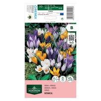 Krokų svogūnėliai, lot. CROCUS MIXED, 7 vnt