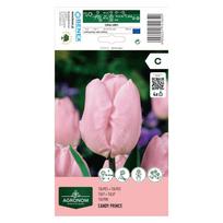Tulpių svogūnėliai, lot. TULIPA CANDY PRINCE, 4 vnt