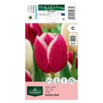 Tulpių svogūnėliai, lot. TULIPA BOLROYAL DREAM, 4 vnt