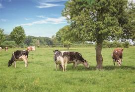 Yongfoto 2.2 x 1.5 m nuotraukų fonas žolės veja vasaros kraštovaizdis ir ganyklos karvės žalia pieva mėlynas dangus baltas debesis gamtos fotografijos fonas foto vakarėlis vaikų vestuvių foto studija
