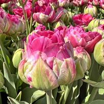 Tulpė 'Wicked in Pink ' , 15 vnt.
