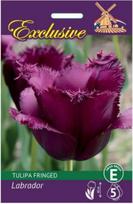 Tulpių svogūnėliai, lot. TULIPA LABRADOR, 5 vnt.