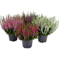 Lauko augalas viržis, 3 spalvos, Ø 17, 30 cm, lot. CALLUNA Trio