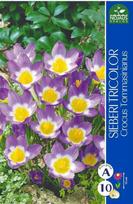 Krokų svogūnėliai, lot. CROCUS SIEBERI TRICOLOR, 10 vnt
