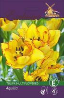 Tulpių svogūnėliai, lot. TULIPA AQUILLA MULTIFLOWERED, 4 vnt