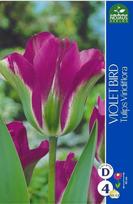 Tulpių svogūnėliai, lot. TULIPA VIOLET BIRD, 4 vnt