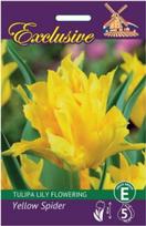 Tulpių svogūnėliai, lot. TULIPA YELLOW SPIDER, 5 vnt.