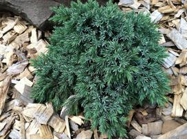 Lauko augalas žvynuotasis kadagys , Ø 17, 25 cm, lot. JUNIPERUS BLUE STAR