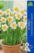 Narcizų svogūnėliai, lot. NARCISSUS SORBET, 4 vnt