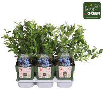 Vazoninis augalas aukštoji šilauogė, Ø 13, 25 cm, lot. VACCINIUM CORYMBOSUM BRIGITTA BLUE