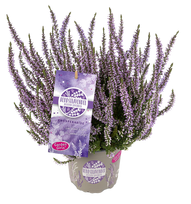Lauko augalas viržis, Ø 11, 20 cm, lot. Calluna vulgaris Herbstlavendel