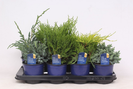 Lauko augalas kadagys, Ø13, 20 - 25 cm, lot. JUNIPERUS MIX