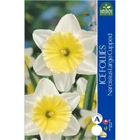 Narcizų svogūnėliai, lot. NARCISSUS ICE FOLLIES, 4 vnt