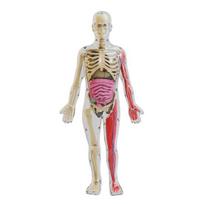 Human Body Model with Tray Tweezers Glow-in-the-dark Removable Human Torso Anatomy Teaching Aid School Students Organs Bones Learning Educational Toy gryna