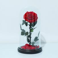 Eternal flower glass cover big prince single rose Qixi Festival Valentine's Day girlfriend birthday gift dried flower