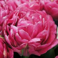 Tulpė 'Amazing Grace' , 50 vnt.