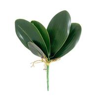Dirbtinės žalios falenopsio lapai Falsiniai orchidėjų lapai Su koteliu Tikras prisilietimas Žalias augalas Gėlių kompozicijai Sodo Bonsai Dekoravimas žalia