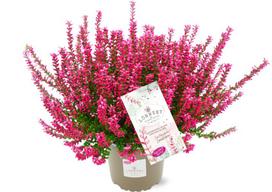 Lauko augalas viržis, Ø 11, 15 - 20 cm, lot. CALLUNA GARDEN GIRLS LÖNNEBY