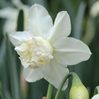Narcizai ‘White Marvel’, 15 vnt.