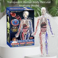 Transparent Human Body Structure Model With Glow-in-The-Dark Human Model For Classroom China Mainland gray