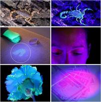 Ledgle led uv žibintuvėlis uv beast naminių gyvūnų šlapimo ieškiklis dėmių detektorius juodos šviesos žibintas, 100 led karoliukų, su virvele