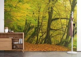 Rasch tapetai 363753 fototapetai ant neaustinės medžiagos su mišku žalios ir rudos spalvos iš kolekcijos Magicwalls 2,65 m x 3,71 m (ilgis x plotis)